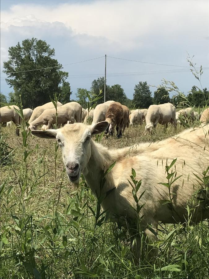 Agriturismo Corte Salandini Hotel Ponti sul Mincio Eksteriør billede